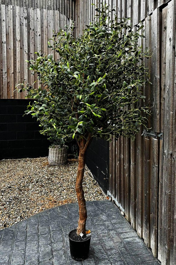 Secondhand 7ft Faux Olive Tree