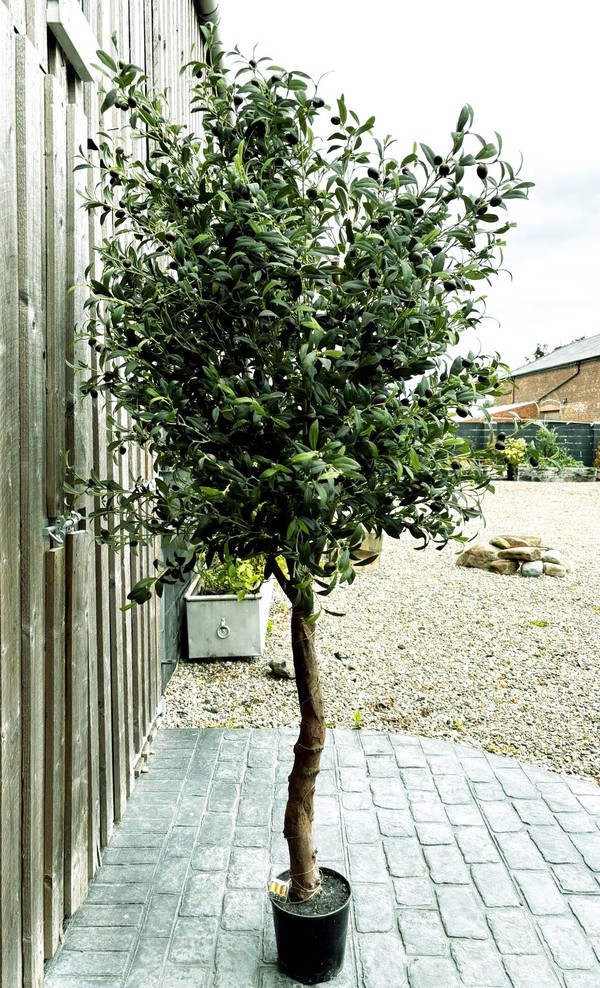 Used 7ft Faux Olive Tree