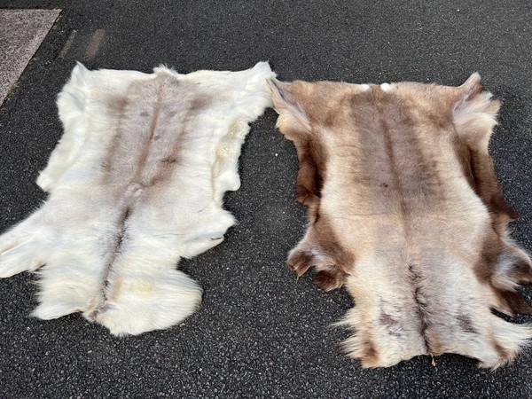 Authentic Reindeer Hides