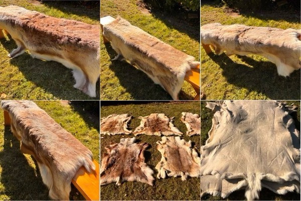 Venue dressing reindeer hides