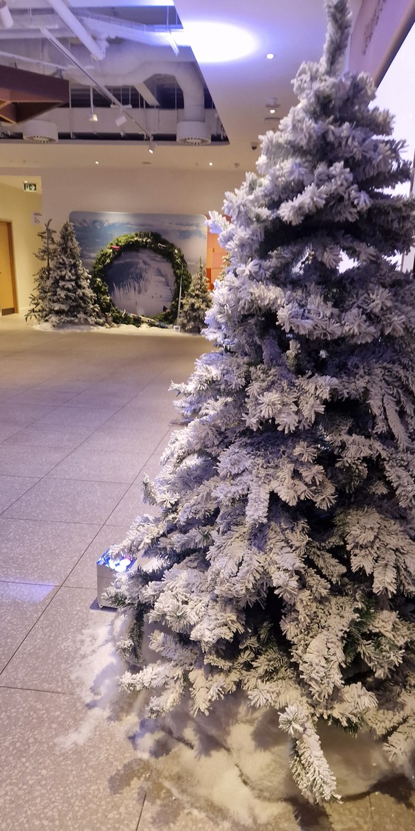 Secondhand Christmas Trees For Sale