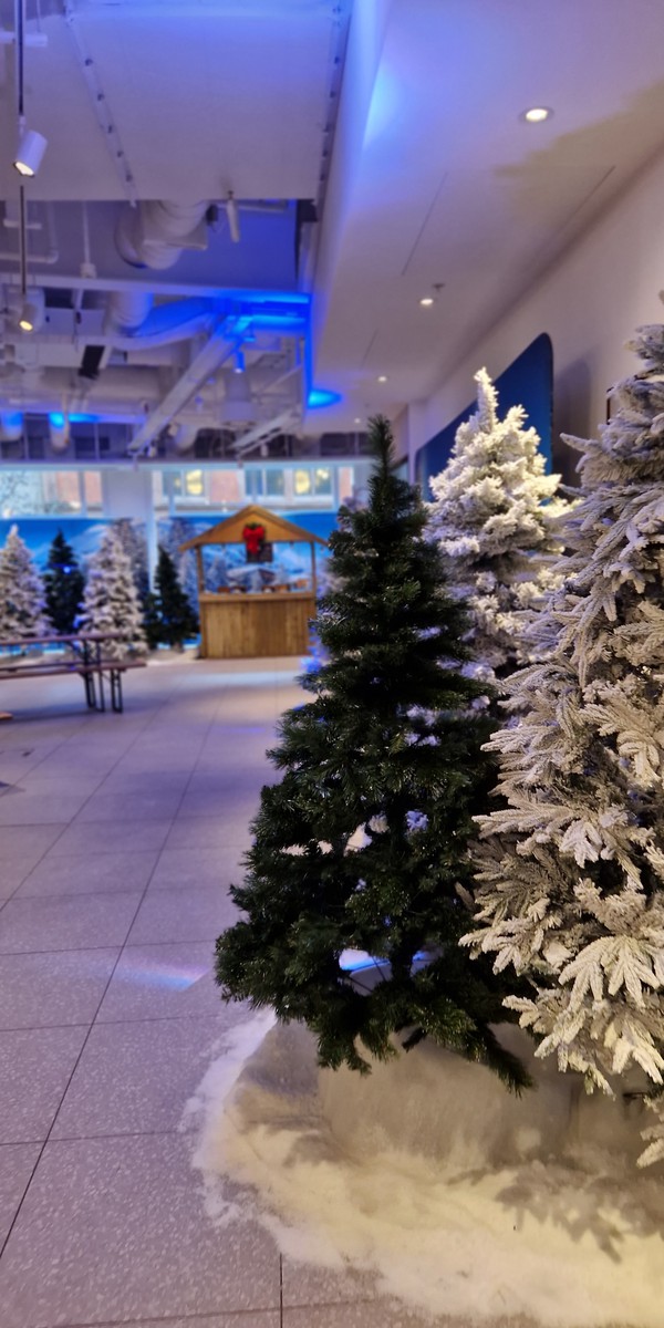 Secondhand Christmas Trees For Sale