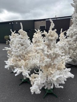 36x Christmas Trees For Sale 36x Christmas Trees For Sale