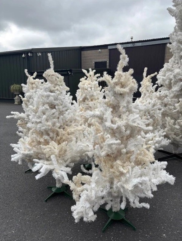 36x Christmas Trees For Sale 36x Christmas Trees For Sale