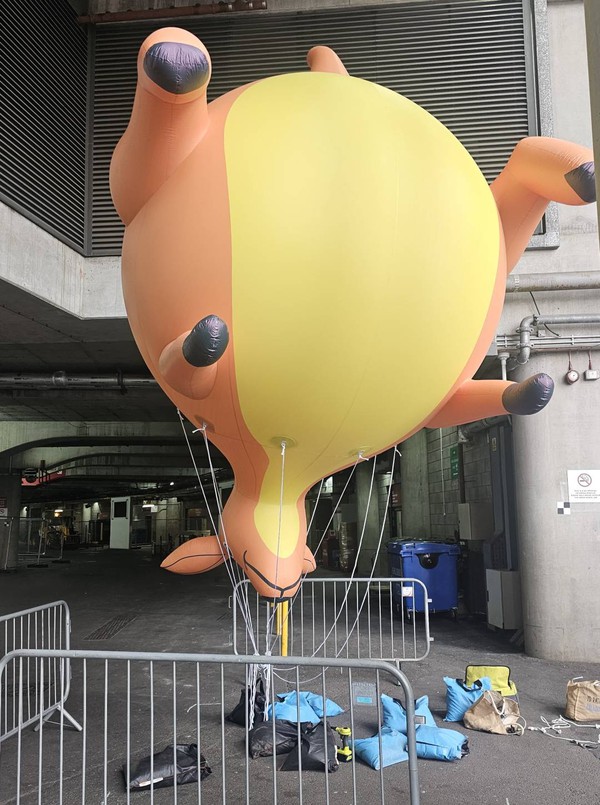 Australian Kangaroo Australian Kangaroo