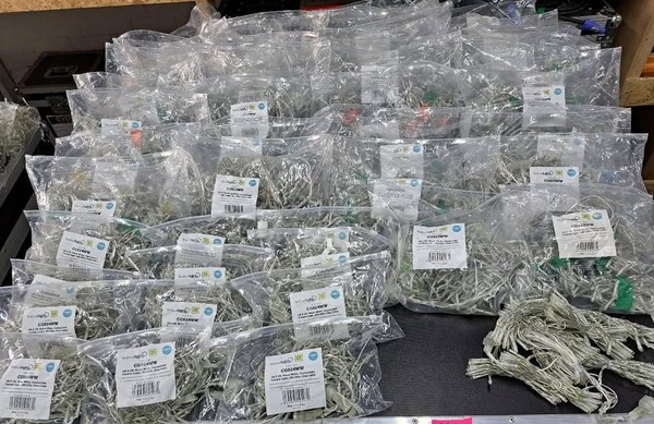 Fairy Lights Fairy Lights