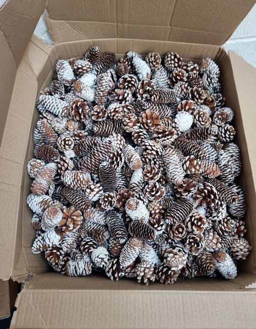 Job Lot Of Frosted Pinecones For Sale