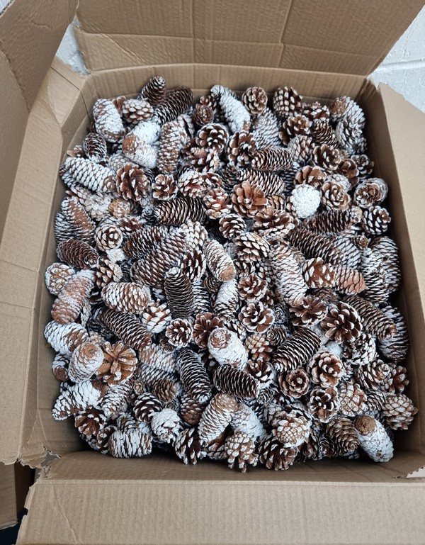 Job Lot Of Frosted Pinecones For Sale