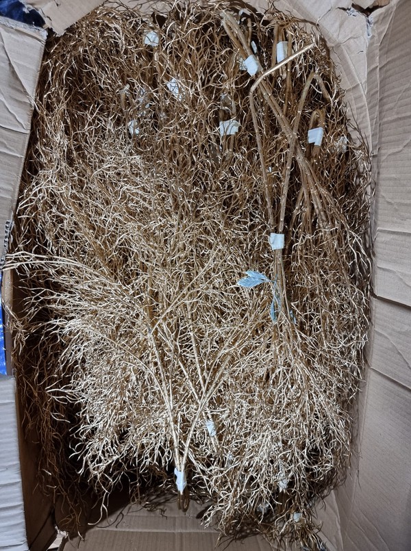 210x False Gold Willow Branches 210x False Gold Willow Branches