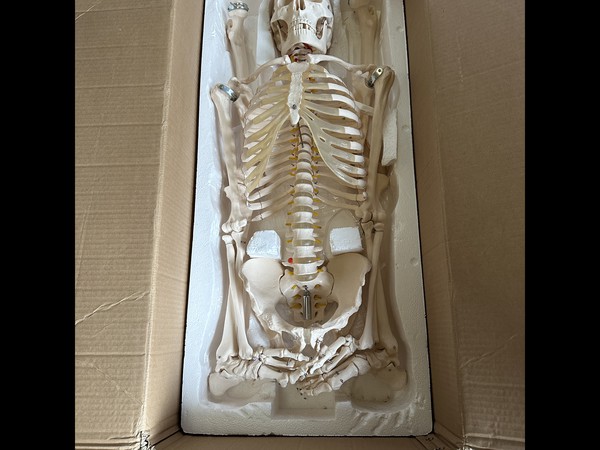 Skeleton Prop Skeleton Prop