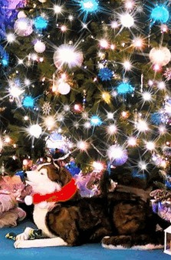 Lifesize Animatronic Husky Lifesize Animatronic Husky