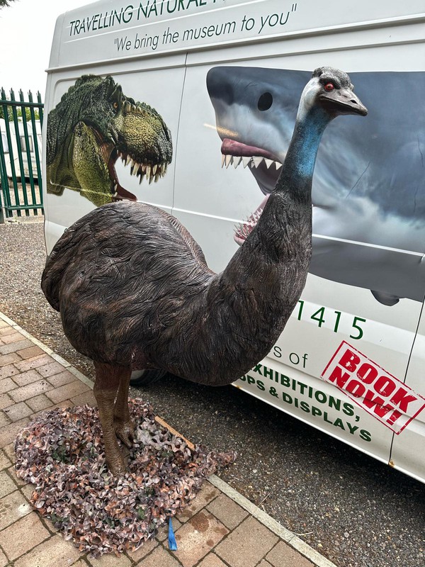 Emu Life Size
