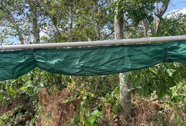 Used Swags And Drapes