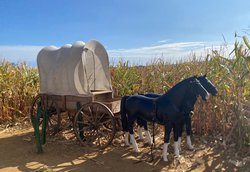 Second Hand Used Western Wagon and Horses For Sale