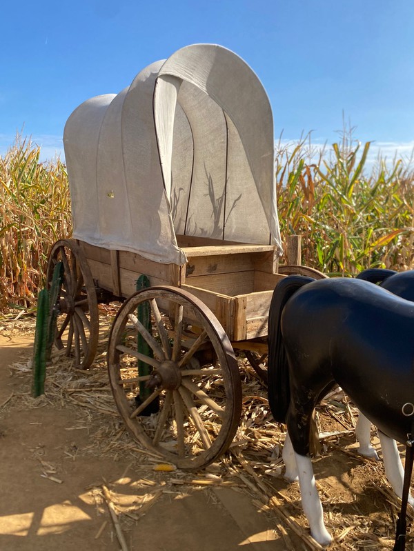 Second Hand Western Wagon and Horses For Sale