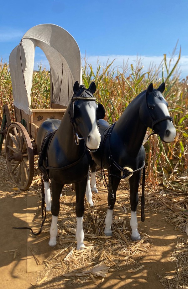 Used Western Wagon and Horses For Sale