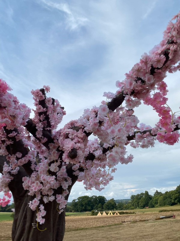 3m Cherry Blossom Tree