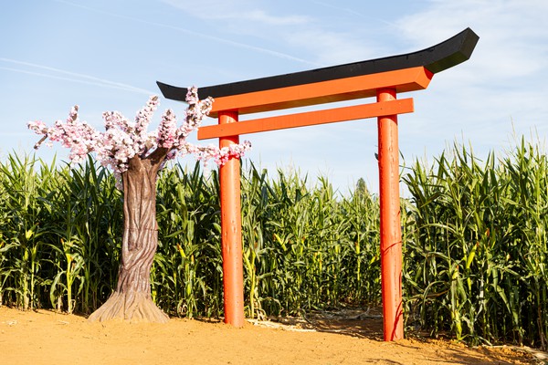 Second Hand 3m Cherry Blossom Tree
