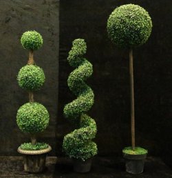 Topiary Trees for sale