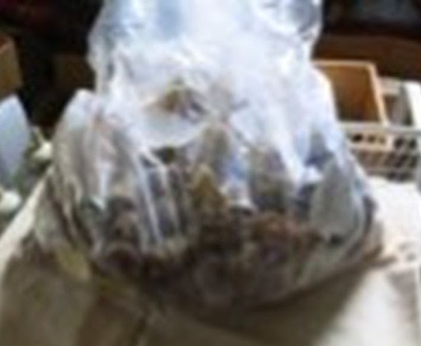 Artificial Coral and Shells for Events