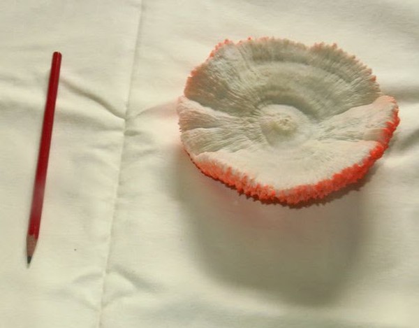 Artificial Coral Props