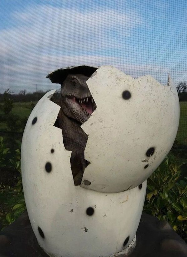 Hatching Dinosaur Display