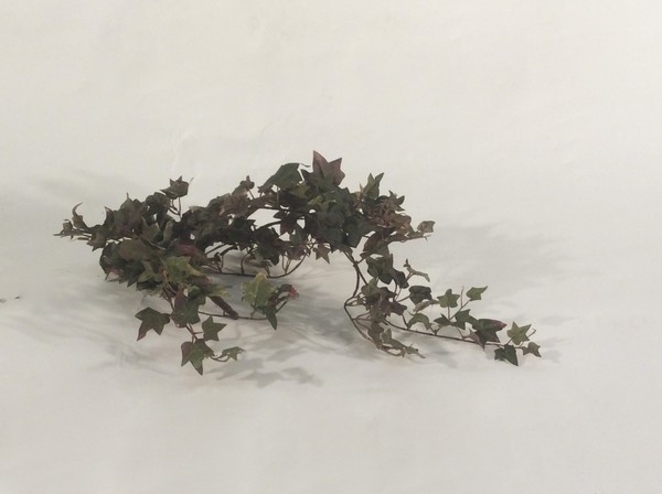 Ivy cluster
