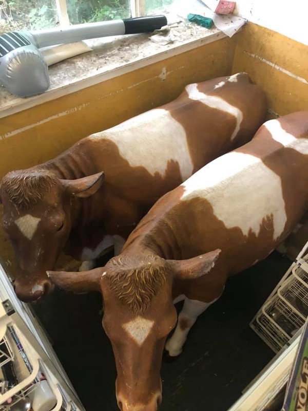 Resin Cow Models For Sale