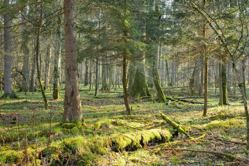 Forest / woodland backdrop Forest / woodland backdrop