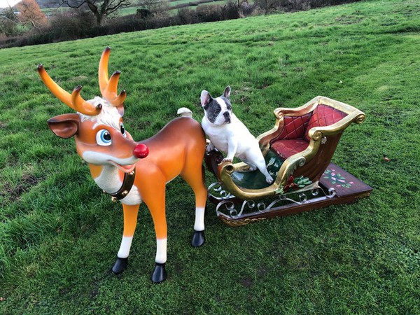 Reindeer and mini sleigh for sale