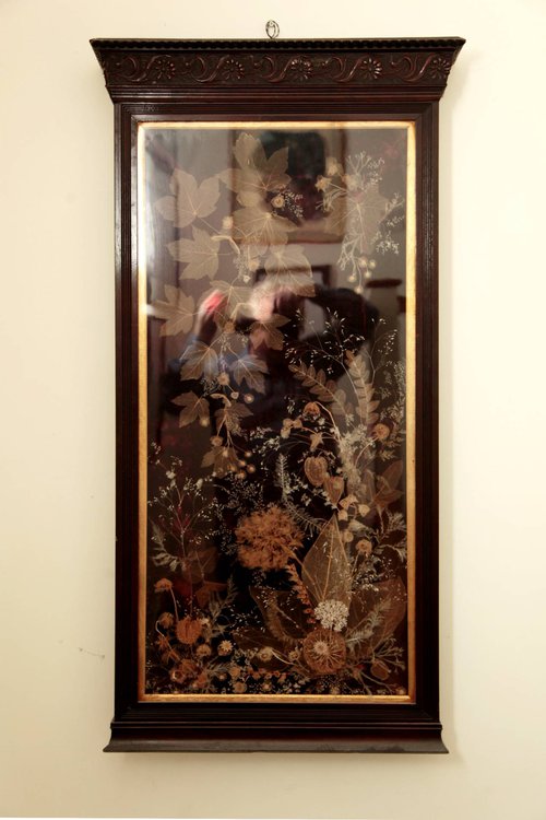 Edwardian Skeletonized Leaves Display Case - Lincolnshire Edwardian Skeletonized Leaves Display Case - Lincolnshire