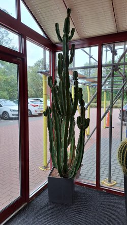 Big Cactus for sale