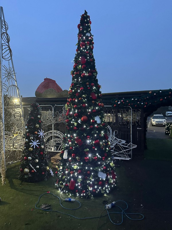 Commercial Christmas trees for sale
