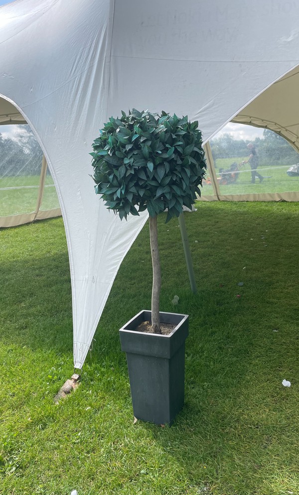 Topiary Tree For Sale