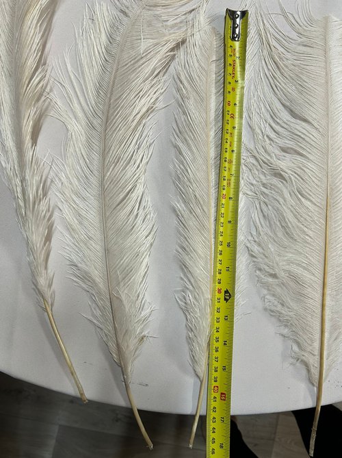 Ostrich Feathers For Sale Ostrich Feathers For Sale