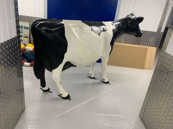 Model Cow For Sale