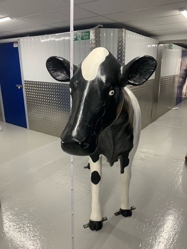 Secondhand Model Cow For Sale