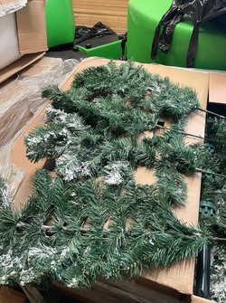 Secondhand Used 54x Arbor Vitae Fir Christmas Trees For Sale