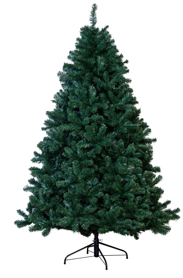 54x Arbor Vitae Fir Christmas Trees For Sale