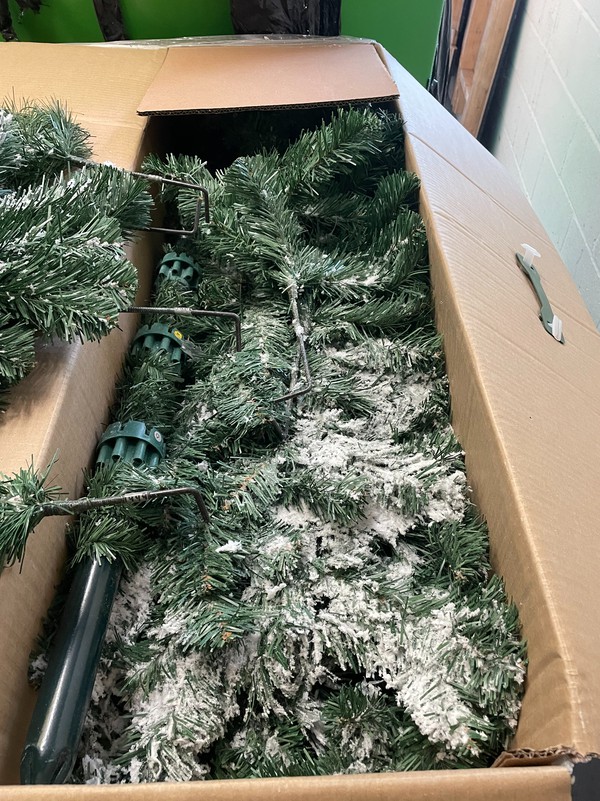Used 54x Arbor Vitae Fir Christmas Trees For Sale