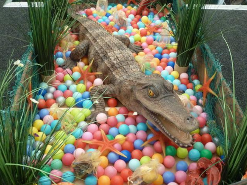 Secondhand Size Crocodile 10ft Long For Sale