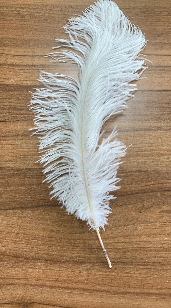600x White Feathers In Two Sizes For Sale