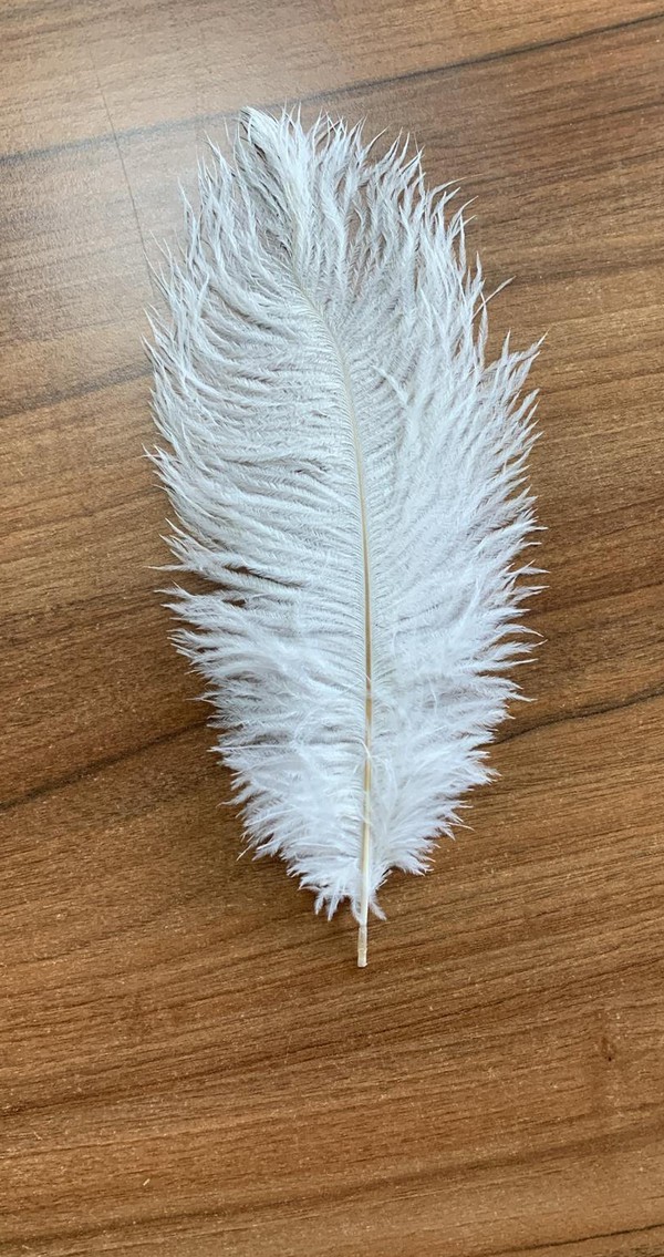 Secondhand 600x White Feathers