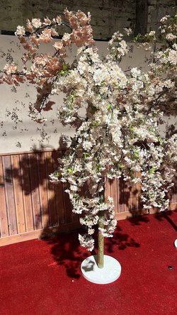 Secondhand Cherry Blossom Trees 2.2m For Sale