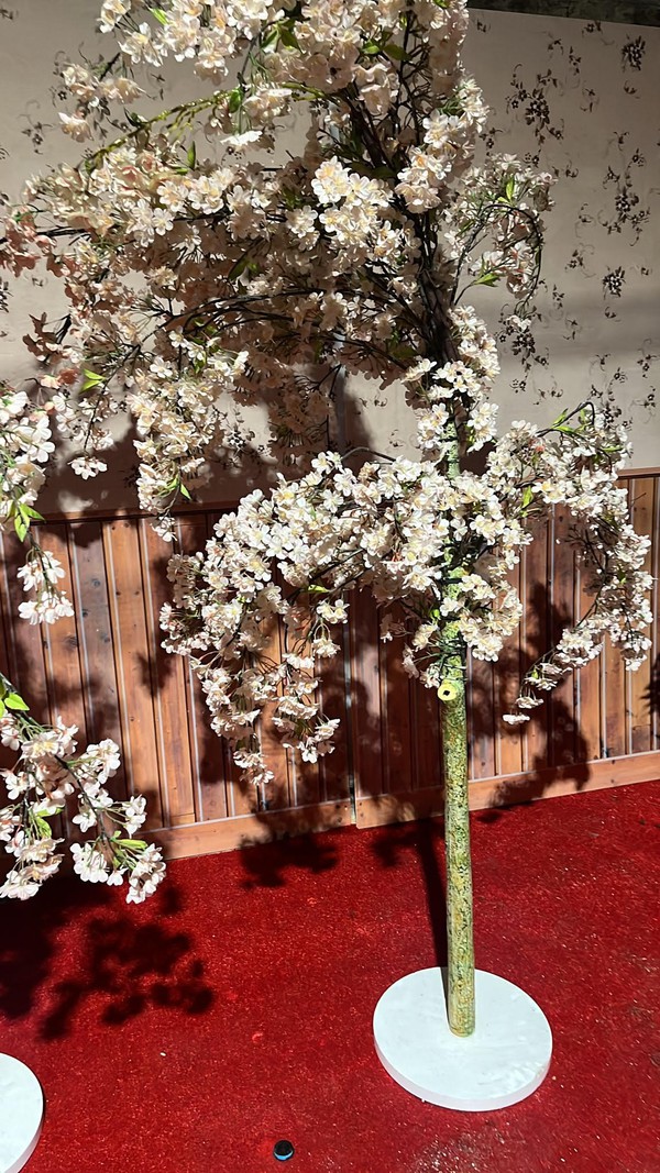 Secondhand Cherry Blossom Trees 2.2m