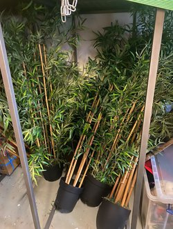 Artificial Bamboo plants in pots for sale