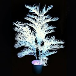 8x UV Plants For Sale