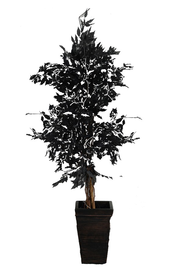 Artificial Black Ficus Trees Bundle For Sale