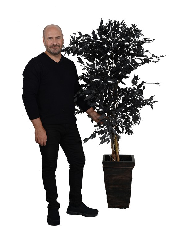 Secondhand Artificial Black Ficus Trees Bundle