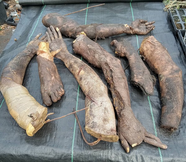 Theatre prop - severed arms and legs / feet